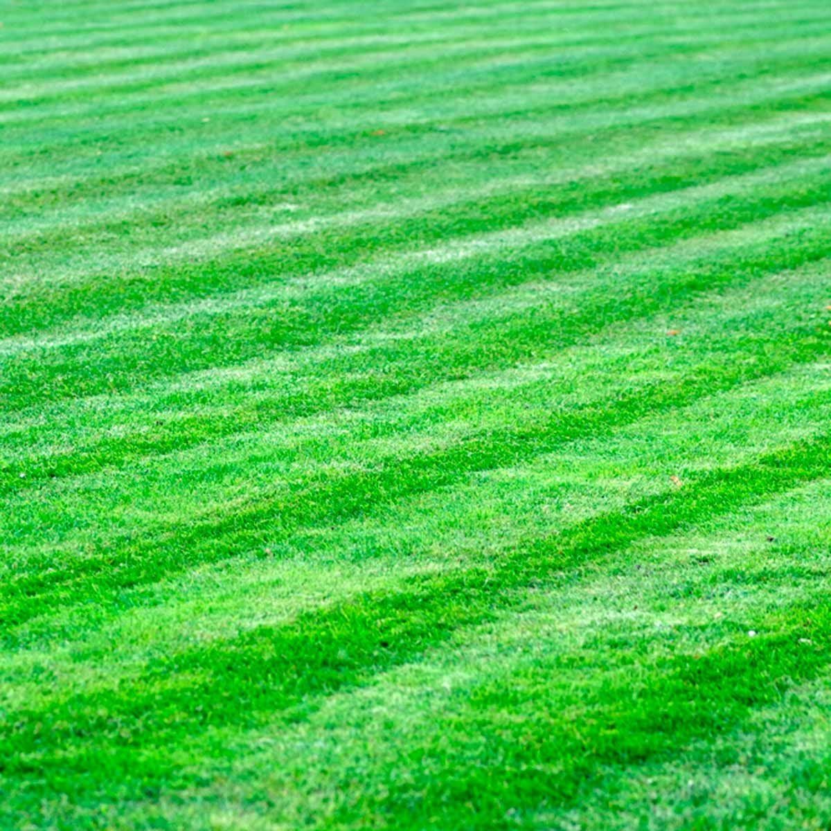 A green lawn features neatly striped grass, indicating recent mowing, in a well-maintained outdoor setting, suggesting a careful landscaping