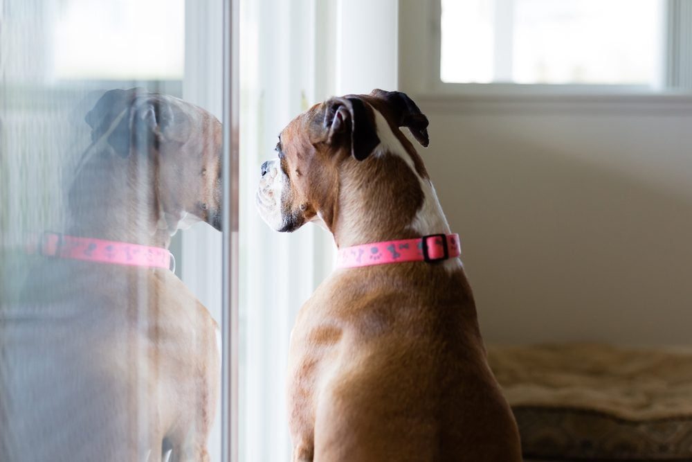 A dog with a pink collar sits by a window, gazing at its reflection in the glass, surrounded by a softly lit indoor space.