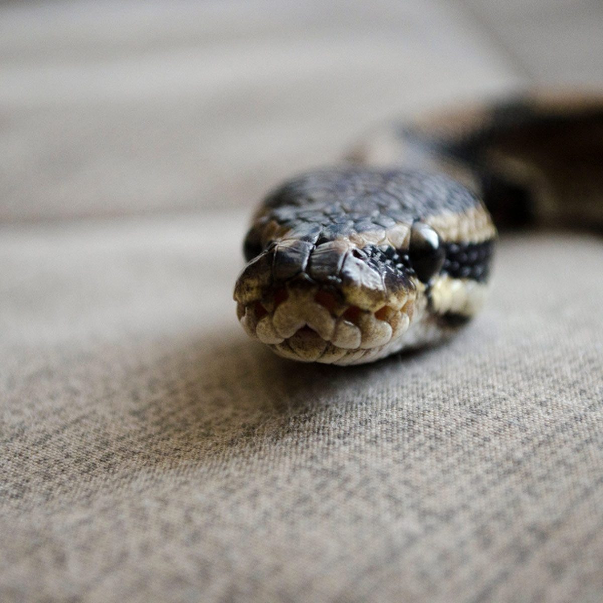A snake rests on a textured surface, oriented towards the viewer, with its head slightly raised, displaying intricate scales and a calm deme