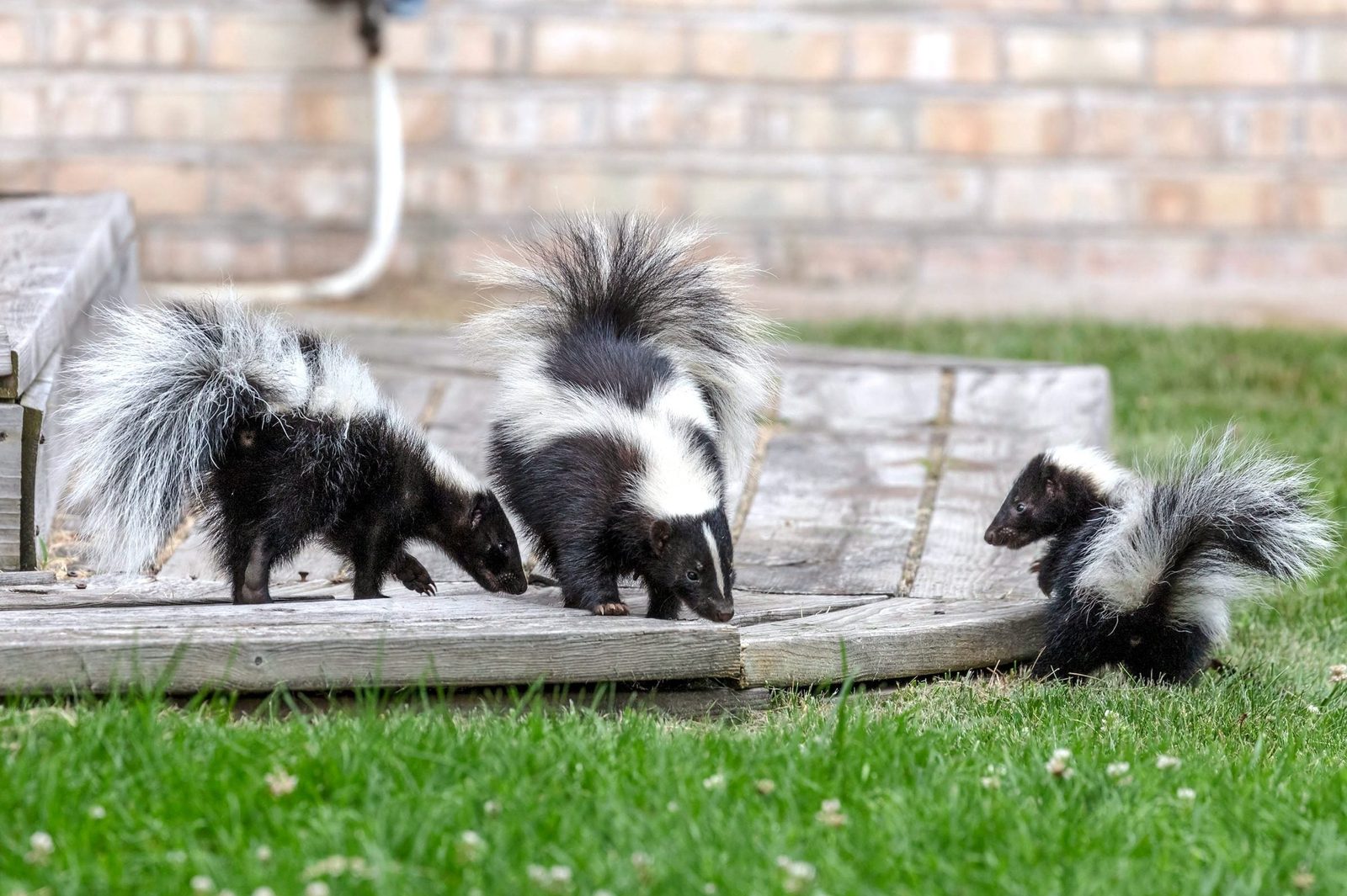 Three skunks sniff around a wooden deck situated in a grassy yard, with a brick wall in the background. Their tails are fluffed up.