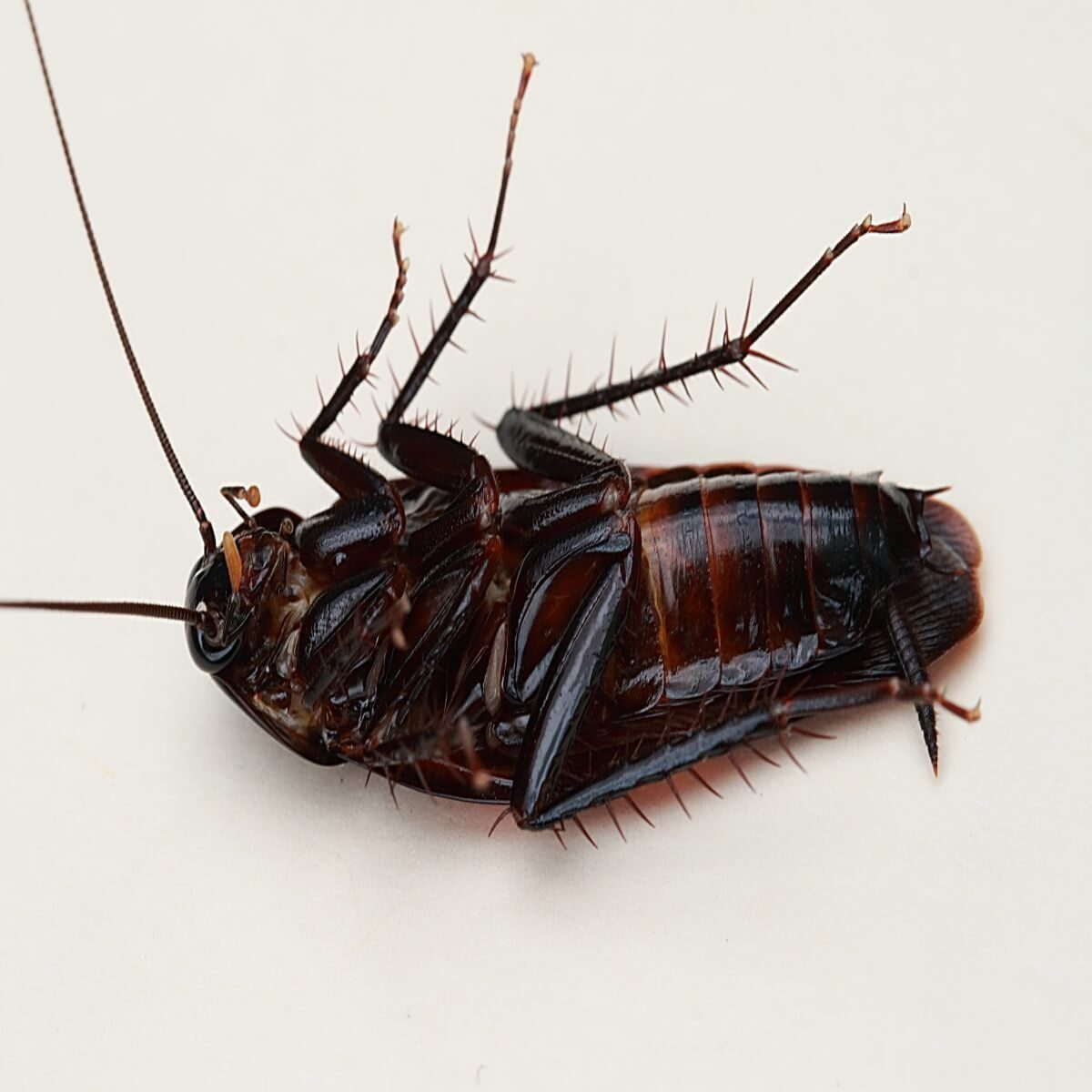 A cockroach lies on its back, legs in the air, on a light-colored surface, appearing motionless with its body gleaming in the light.