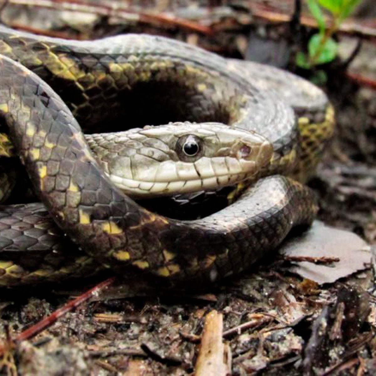 How to Keep Snakes Away from Your Yard and House