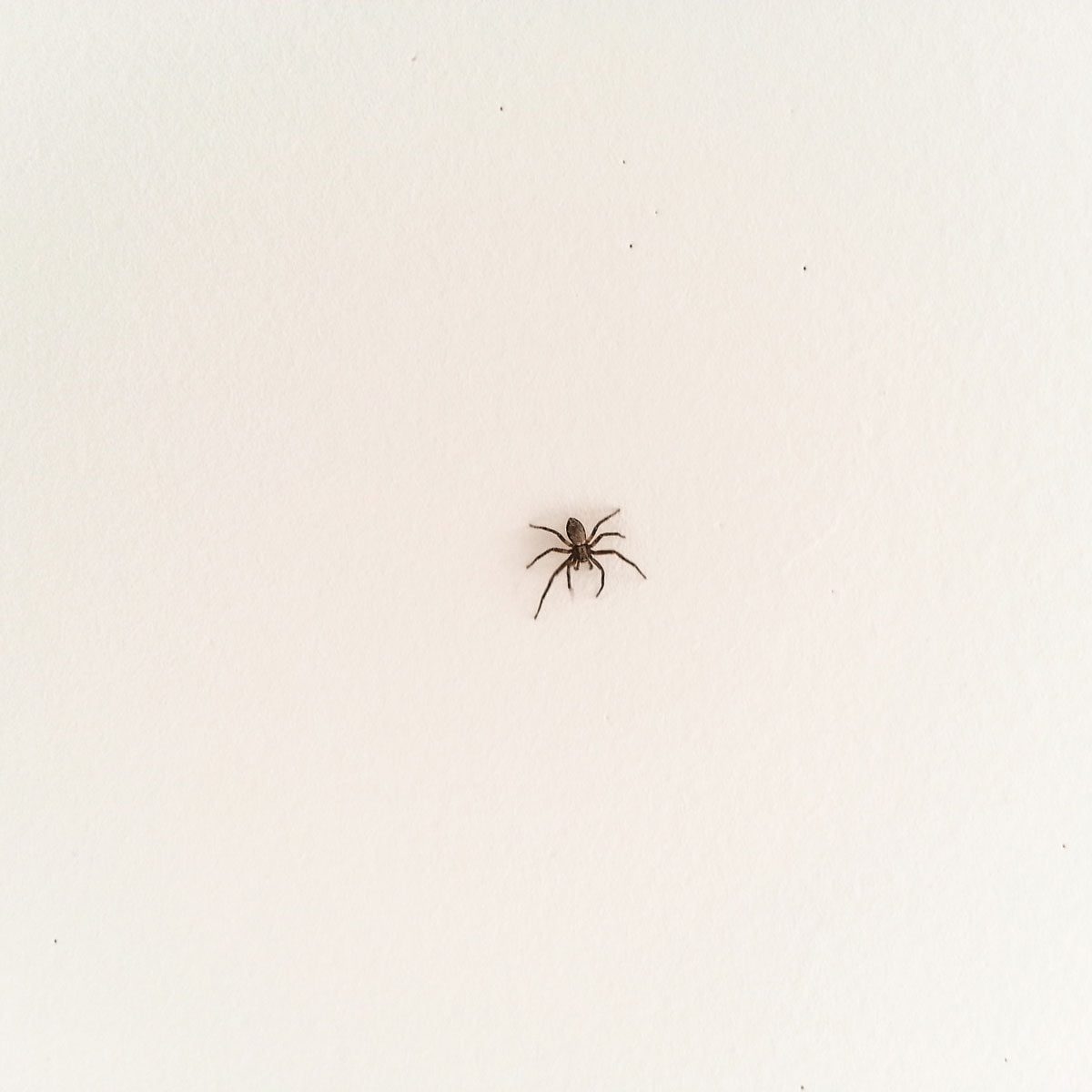 A small spider crawls across a plain white wall, contrasting with the light background, emphasizing its delicate features and movements.