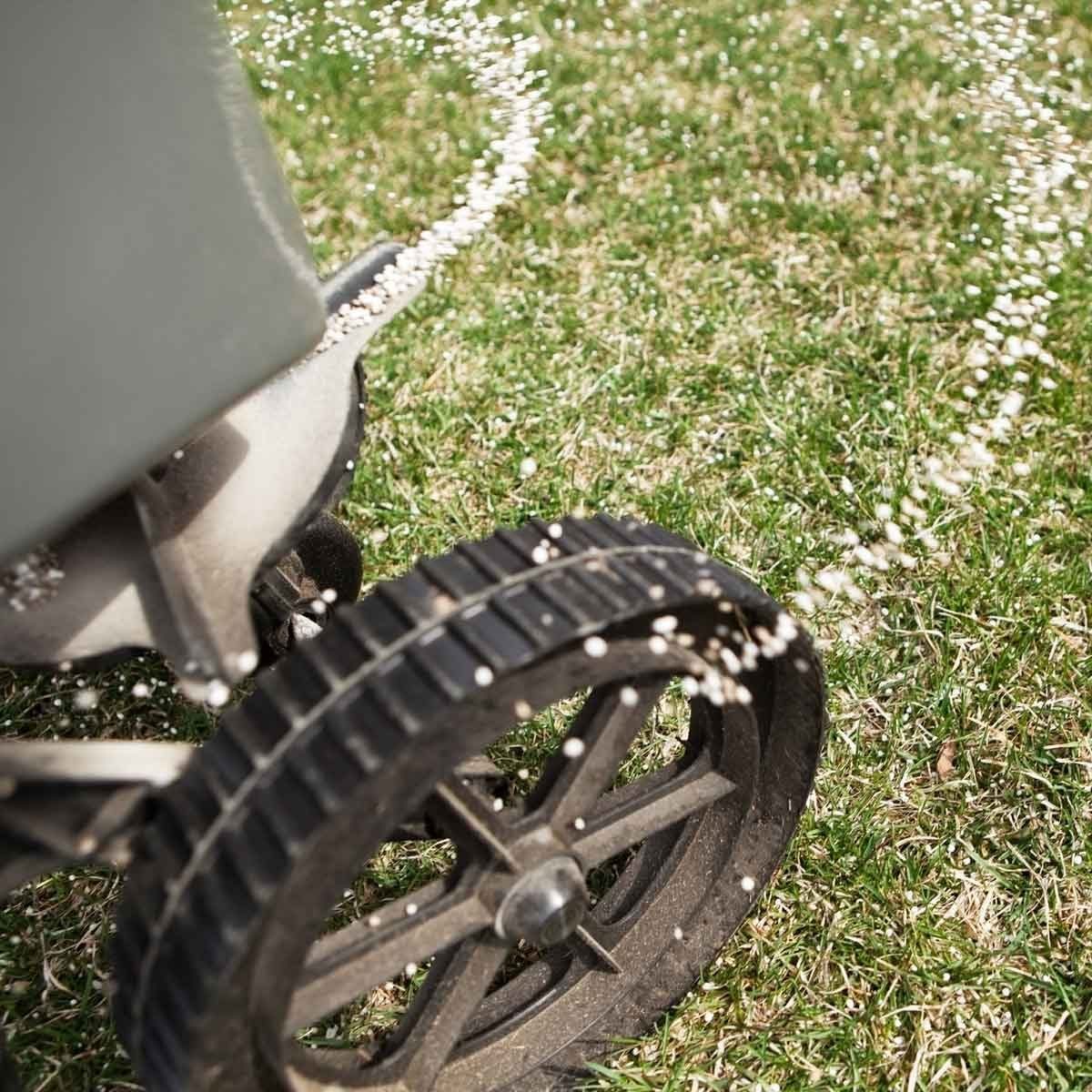 A lawn spreader releases granular material while rolling over grass, creating a trail of scattered particles in a green outdoor setting.