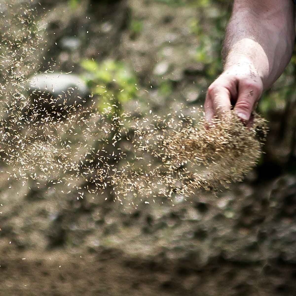 A hand scatters fine particles of soil into the air above a blurred, earthy background, suggesting agricultural activity or gardening in a n