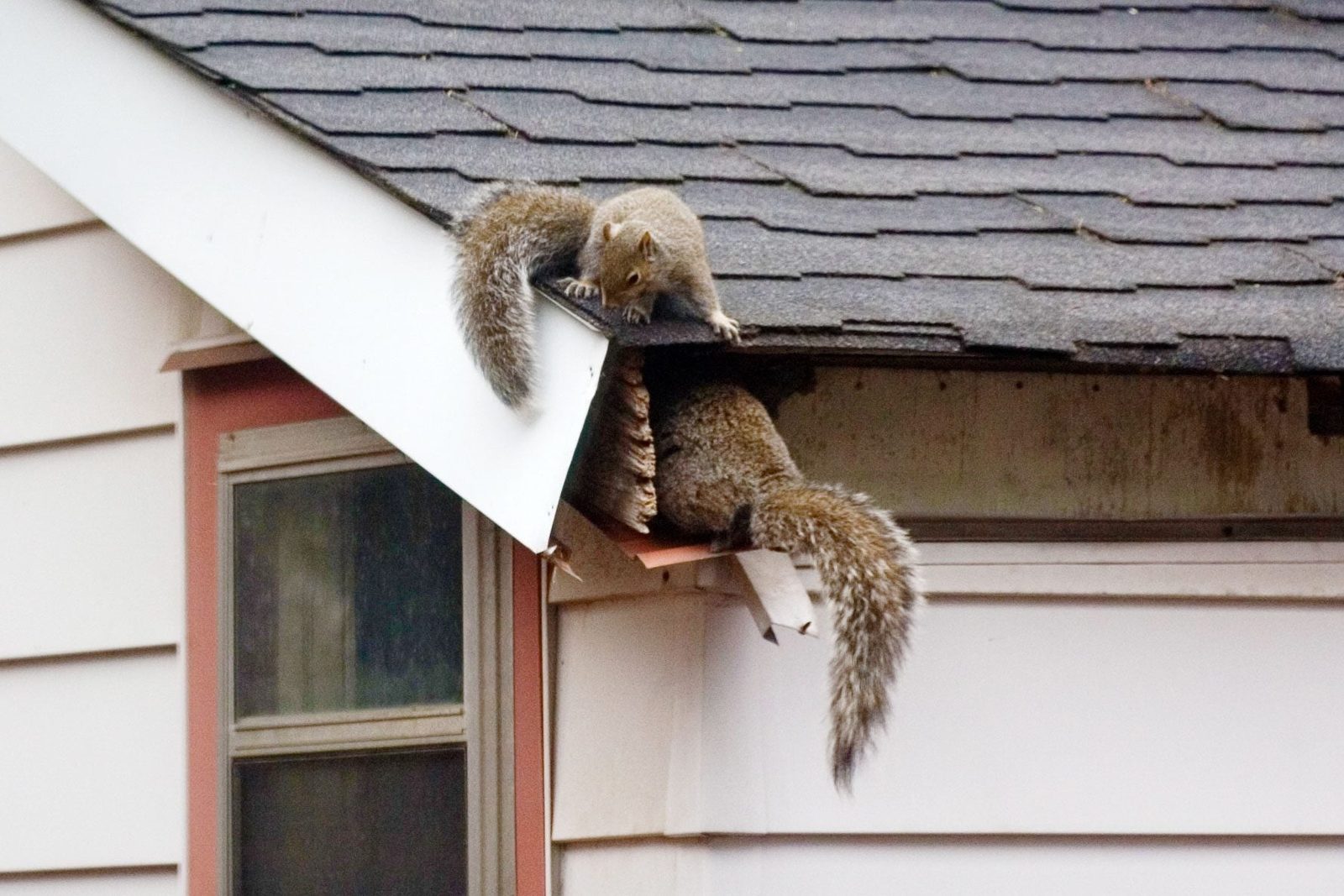 Two squirrels are climbing on the edge of a house's roof, with one perched precariously while the other emerges from a gap.