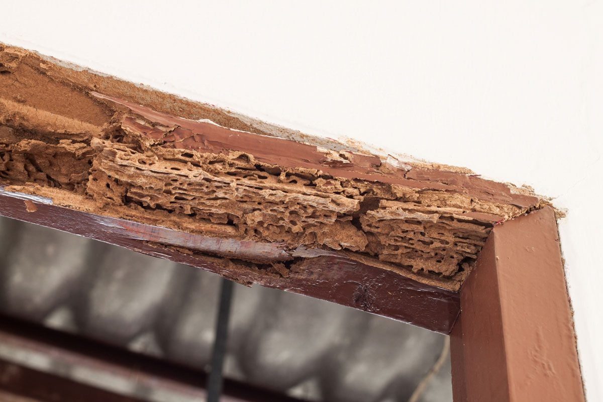 A damaged wooden frame reveals extensive termite damage, with hollowed sections and debris visible, situated against a plain wall in an unfi