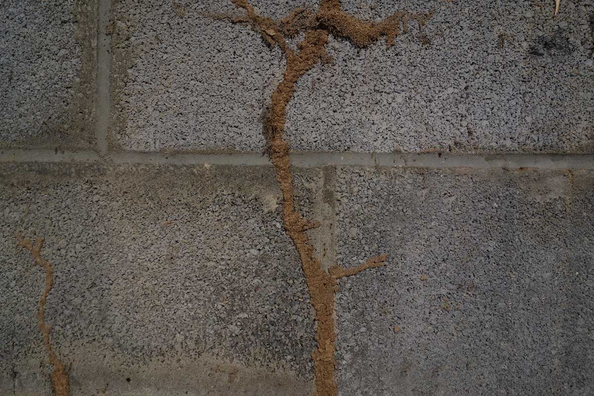 7 Signs You Might Have a Termite Infestation