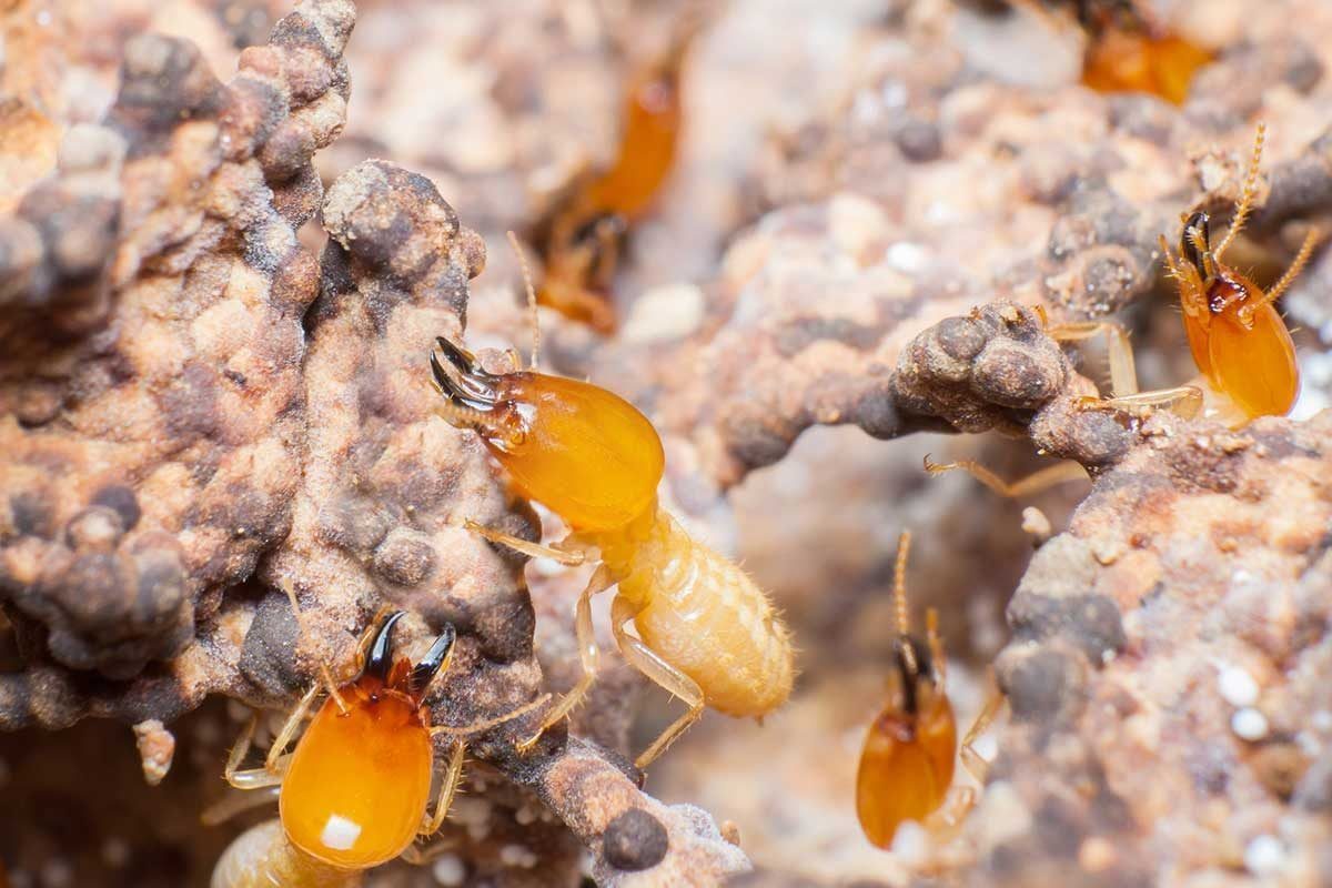 A group of small, orange termites excavates and navigates through a brown, textured, rotting wood background, indicating their natural habit