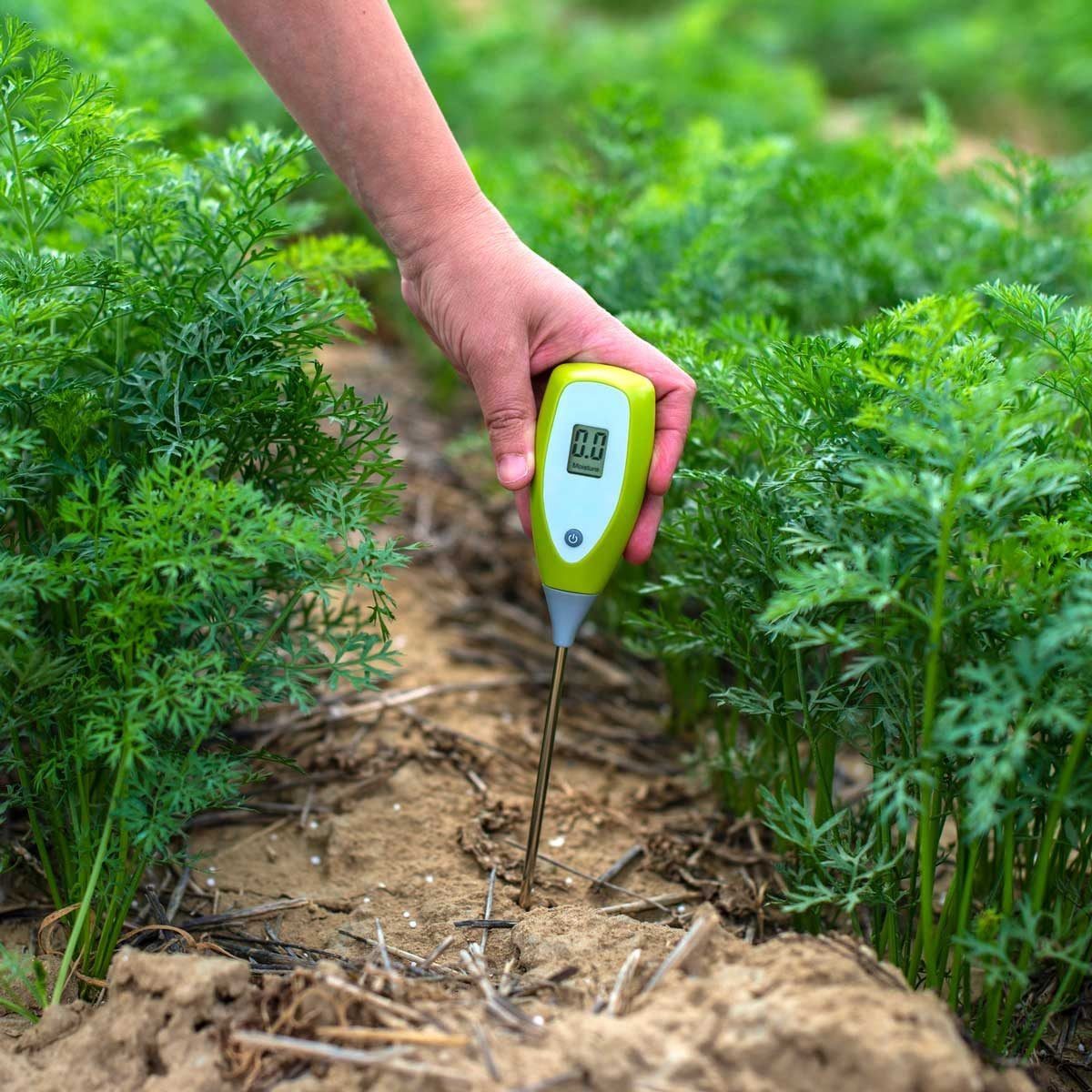 A hand holds a soil moisture meter, inserting it into the ground between green carrot plants, measuring the soil's moisture in a garden sett