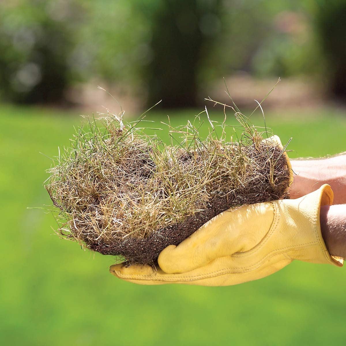 If My Lawn Turns Brown This Summer, How Do I Make it Green Again?