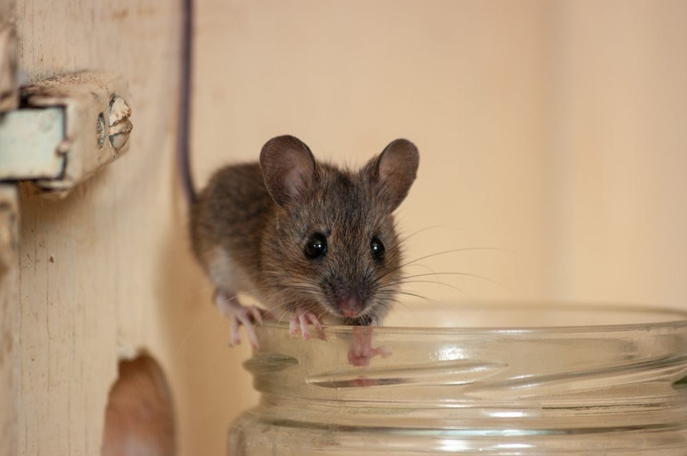 A small mouse peeks over the edge of a glass jar, sitting in a light-colored enclosure with wooden walls and minimal decor.