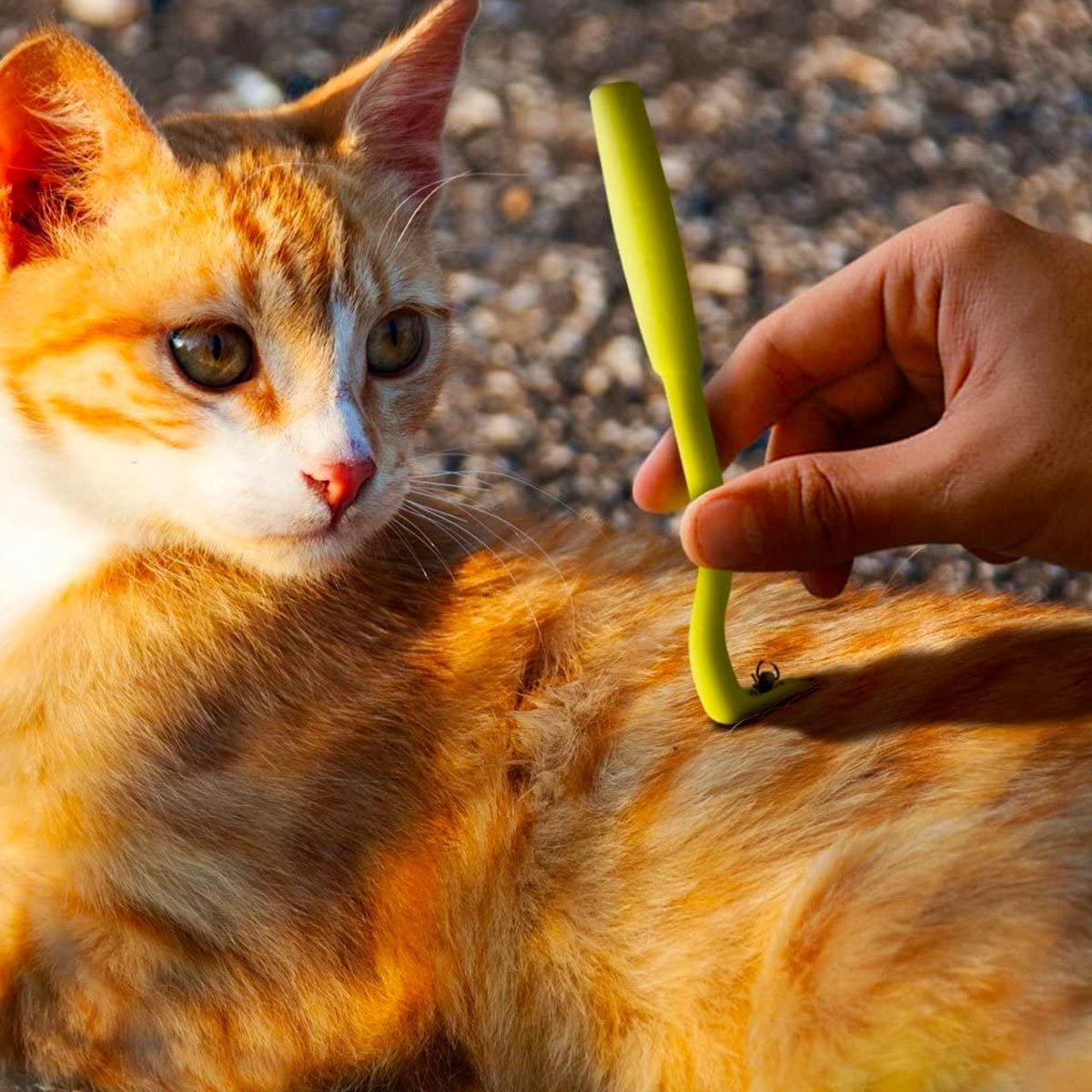 This $5 Handy Tool Removes Ticks From Dogs, Cats and Humans