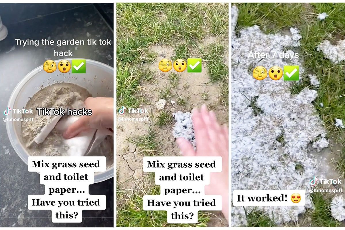 A hand mixes grass seed and toilet paper in a bowl, then distributes the mixture on soil, showing progress after seven days with grass growt