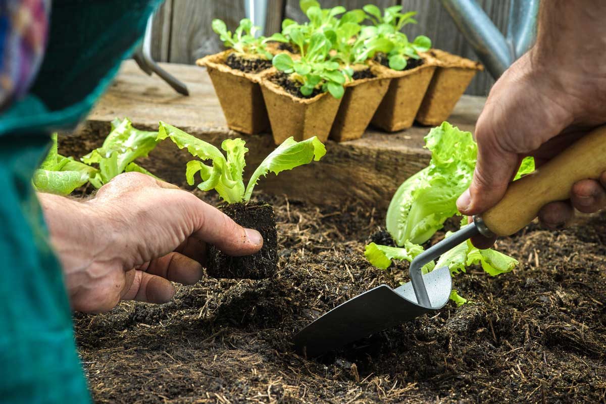 A Complete Guide to Seed Sowing