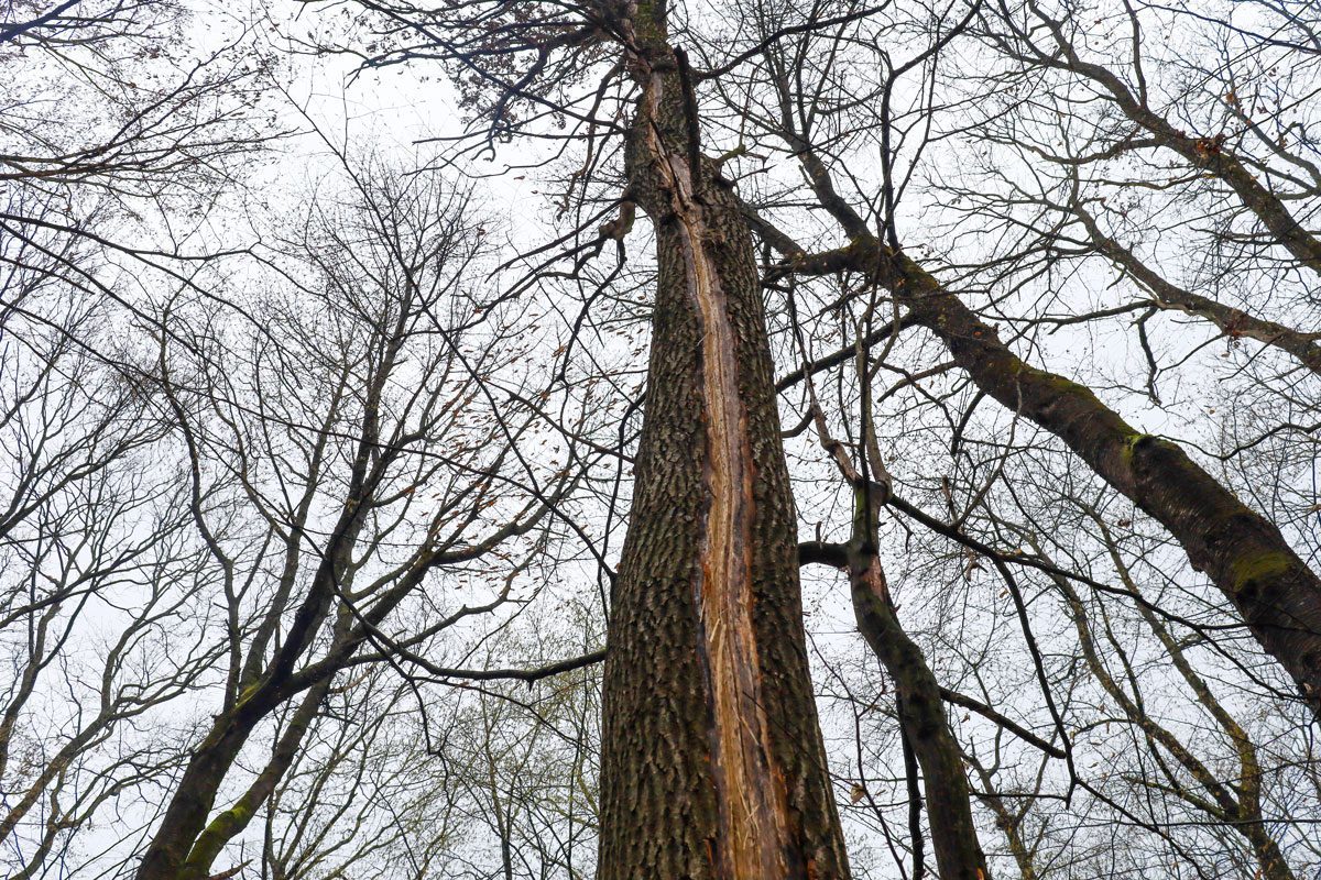 Do Trees Really Explode in the Cold? An Expert Weighs In