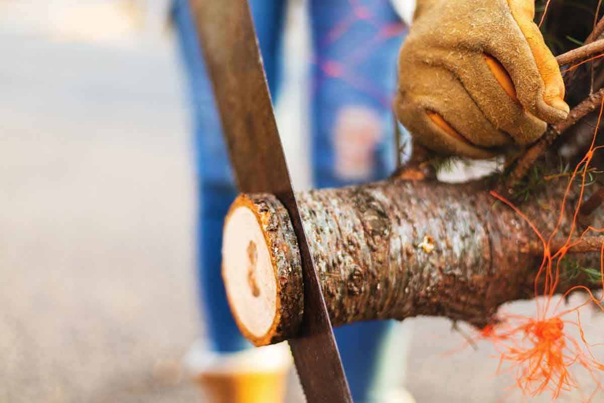 How to Keep a Christmas Tree Alive Through the Holidays
