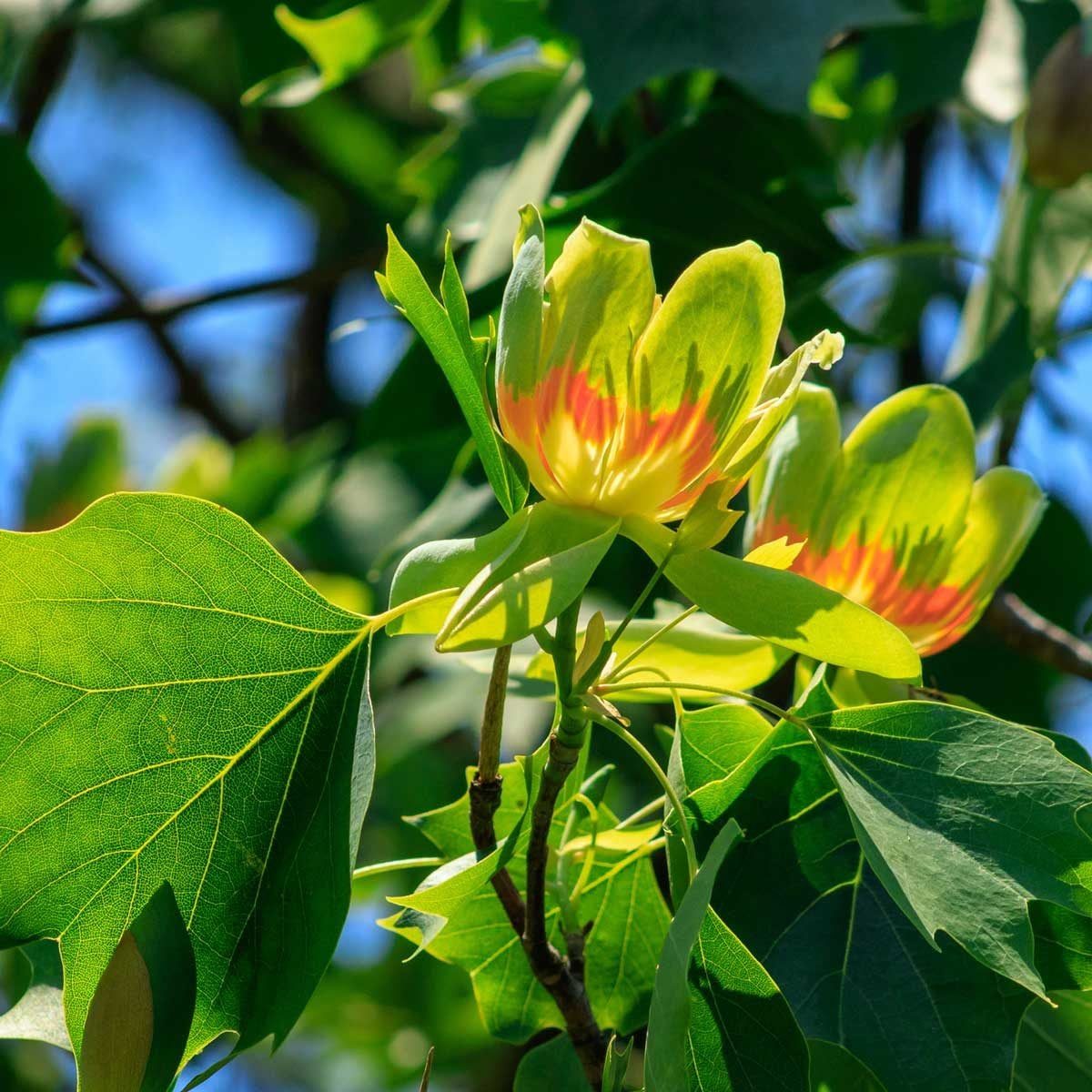 Yellow and orange flowers bloom on a green leafy branch, basking in sunlight against a bright blue sky.