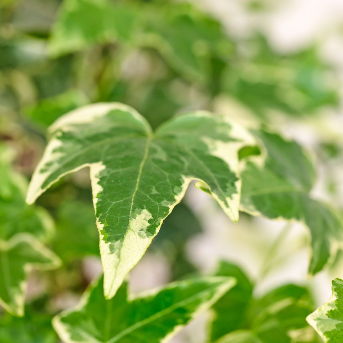 Variegated English Ivy