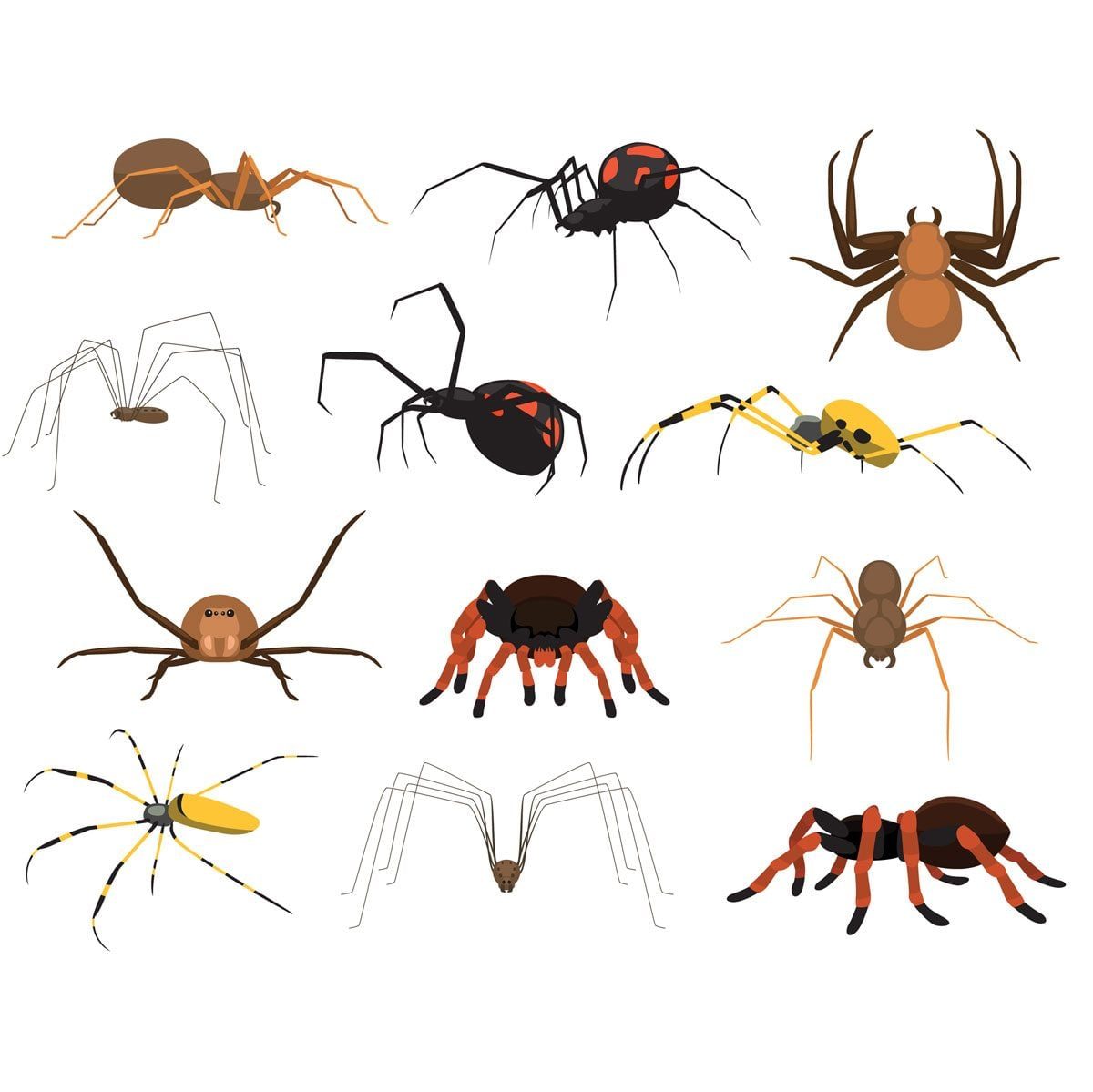 Various illustrated spiders, positioned in a grid layout, display different types and colors, against a white background.