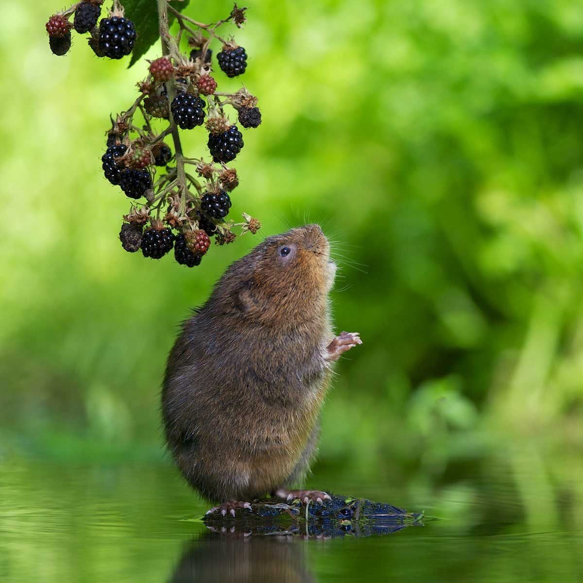 A small mammal stands on a rock, reaching for ripe blackberries hanging above in a lush, green, watery environment.