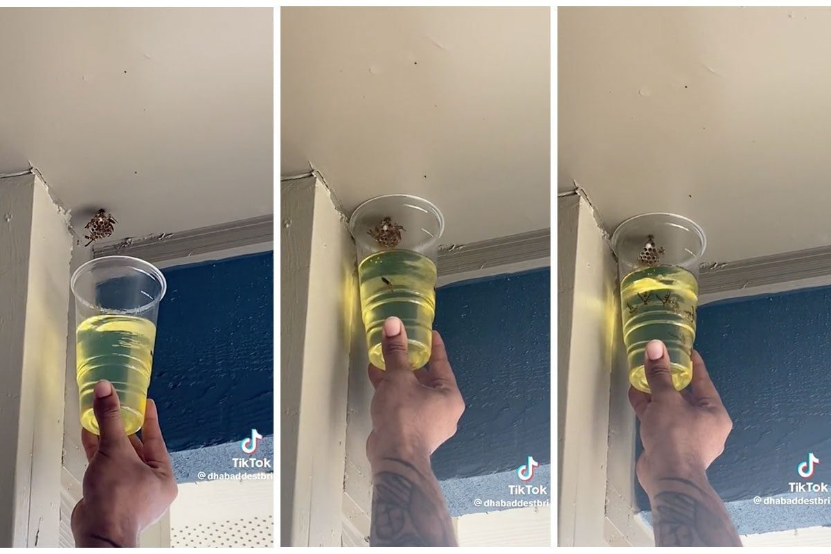 A hand holds a transparent cup filled with yellow liquid, positioned under a small nest attached to a wall inside a room.