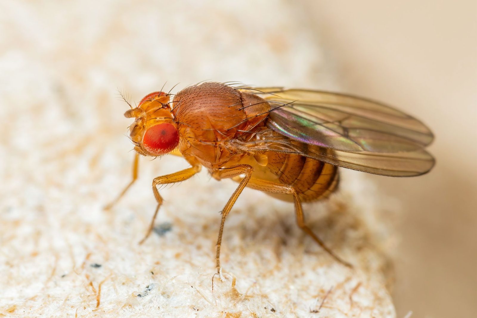 Ways to Make Sure You Never Have Fruit Flies Again