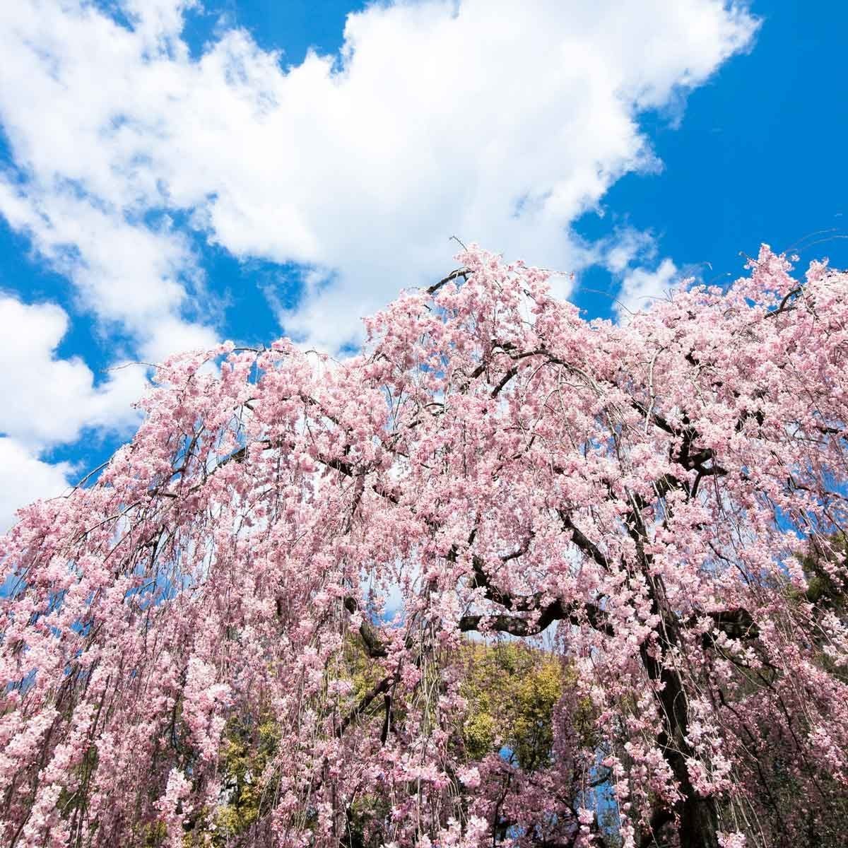 A flowering cherry tree blooms vibrantly, its pink blossoms cascading down against a bright blue sky with fluffy white clouds in the backgro