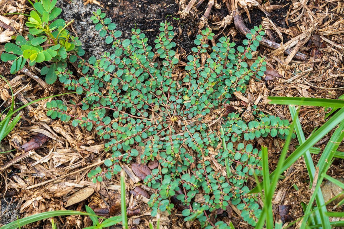 What Are Spurge Weeds and How Do You Get Rid Of Them?