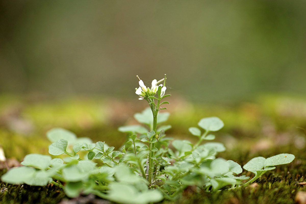 Hairy Bittercress: How to Identify and Get Rid of It