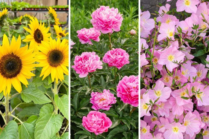 What is the Difference Between Annuals, Perennials and Biennials