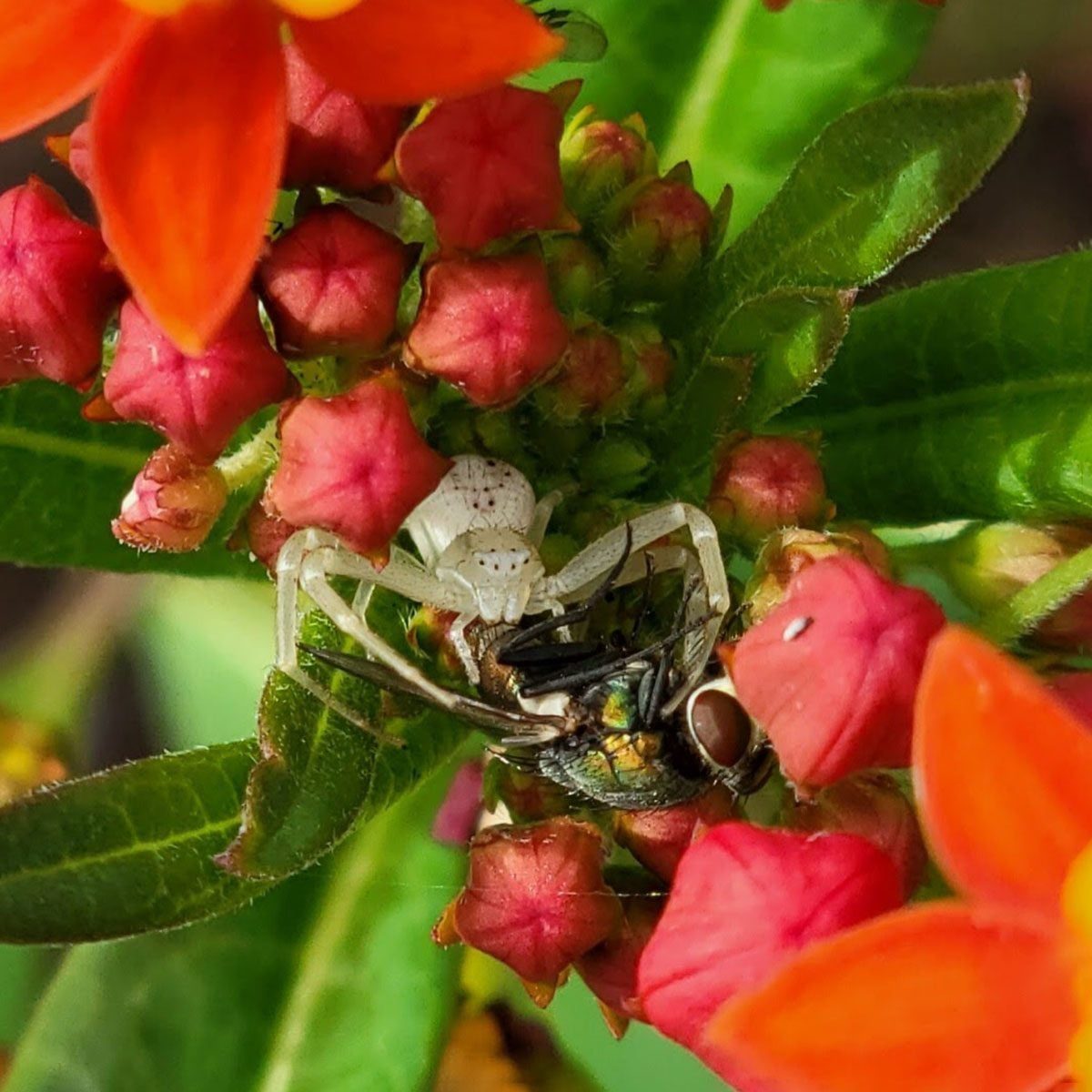 What To Know About Garden Spiders