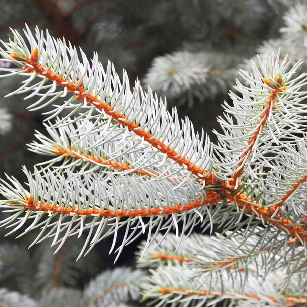 Live Christmas Tree vs. Artificial: Which One Is Better?