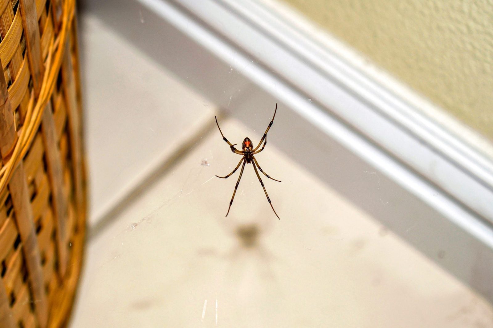 Why Do Spiders Keep Coming Back In The House