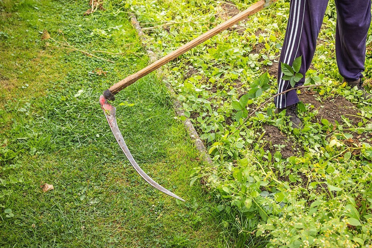 A farmer mows grass and weeds with a hand scythe