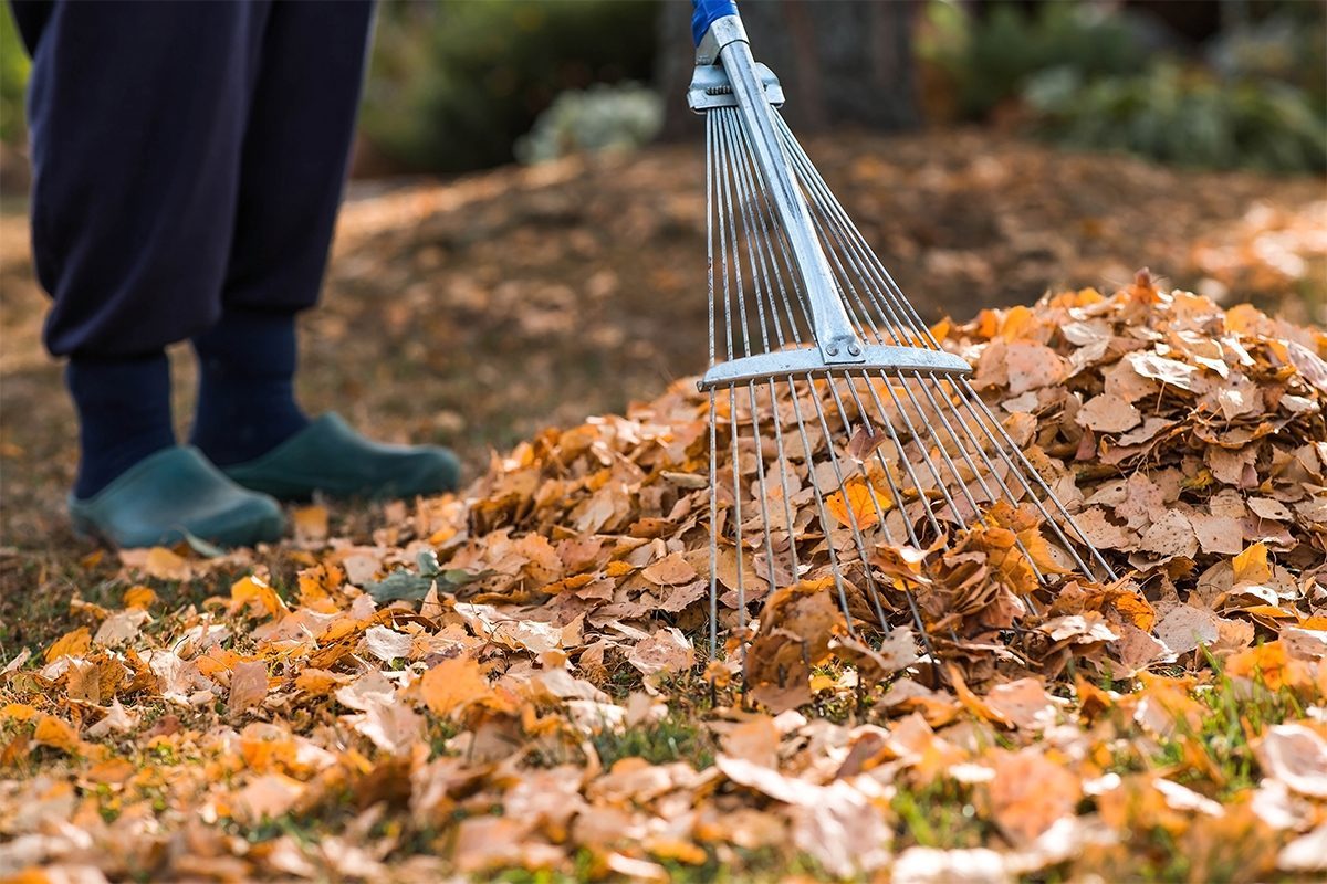 Why It's Time to Stop Raking Your Leaves This Fall