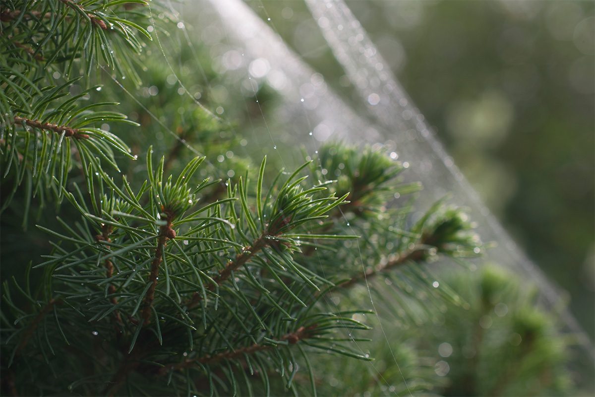 Are Your Seasonal Allergies Acting Up? Your Fake Christmas Tree May Be to Blame
