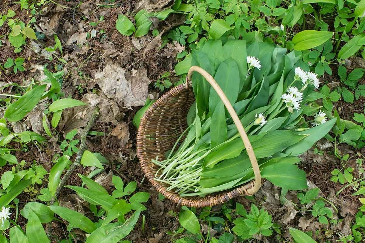 A woven basket contains green leaves and white flowers, resting on a forest floor covered with leaves and assorted greenery.