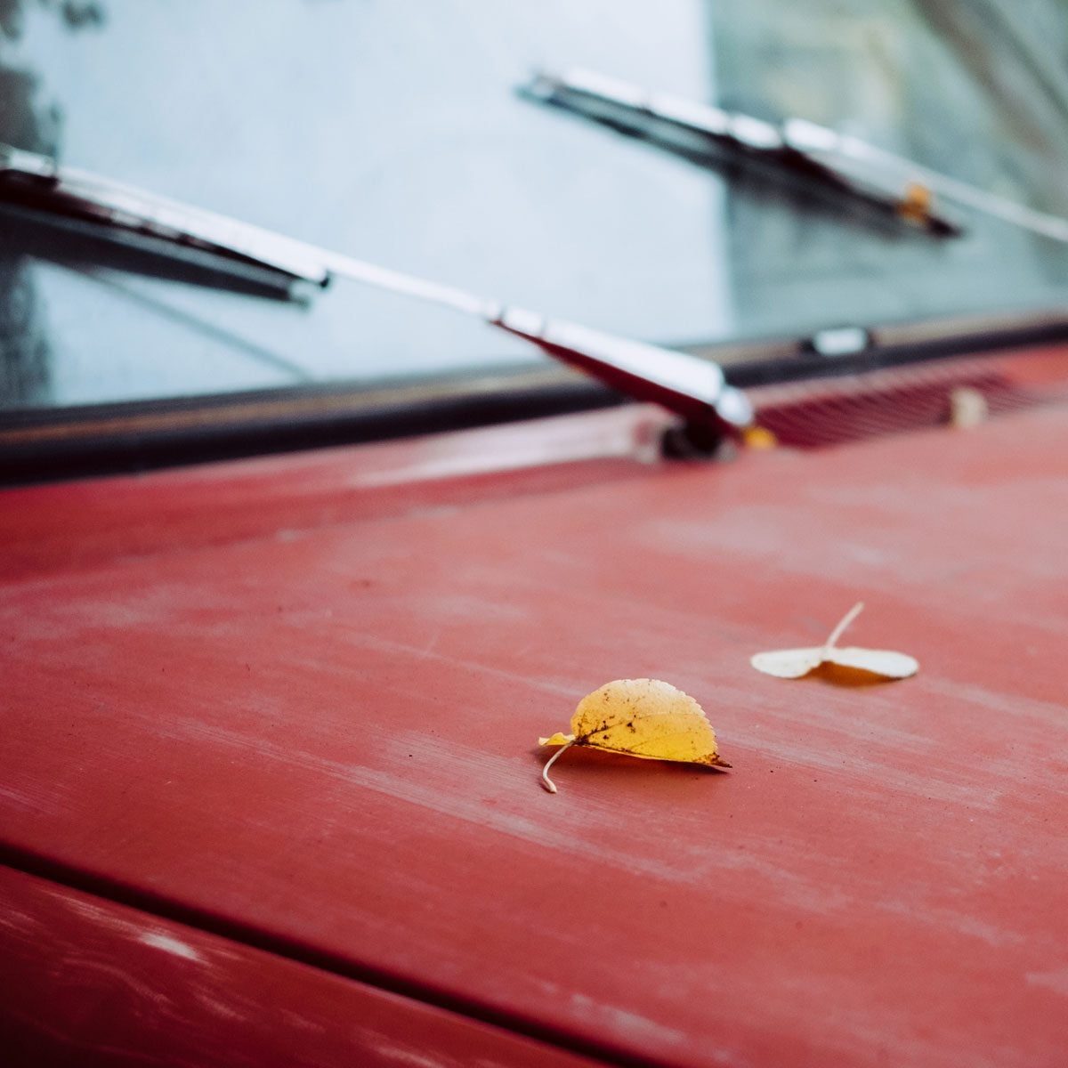 A red car hood displays two fallen leaves, one yellow and one pale, resting on its dusty surface while wipers are positioned in a park stanc