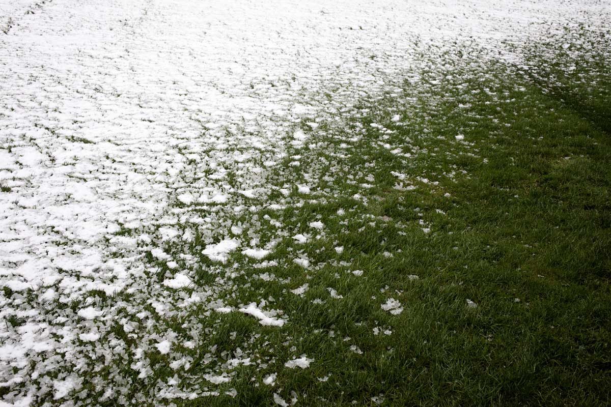 Winter Grass