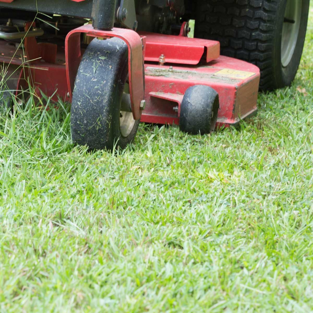 A red lawn mower's wheel is on lush green grass, actively cutting it in a well-maintained outdoor setting.