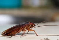 Banish Roaches: Strategies for a Pest-Free Home and Yard