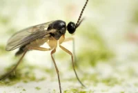 Eradicate Gnats for Good