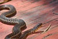 Snake-Proof Your Home and Yard