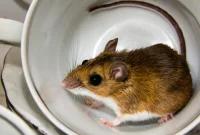 The Hidden Dangers of Your Mouse Infestation