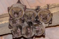 Bat Proof Your House