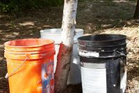 Ingenious Bucket Watering for Thriving Trees