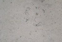 Concrete Sealer for Unrivaled Driveway Protection