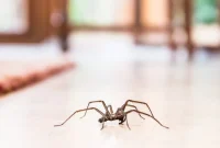 Why You Should Reconsider Killing Spiders