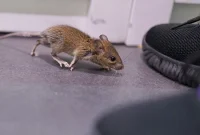 The Jaw-Dropping Hack to a Mouse-Free Home